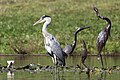 * Nomination A grey heron (Ardea cinerea) near some heron statues. --Alexis Lours 14:34, 11 October 2023 (UTC) * Promotion  Support Good quality. --Poco a poco 16:55, 11 October 2023 (UTC)
