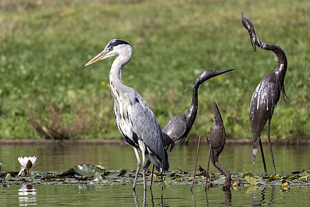 Grey heron (Ardea cinerea)