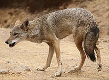 Grey jackal from Haizer Algeria 10 (cropped).jpeg