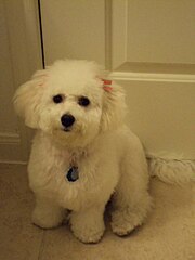 bichon frise panda cut