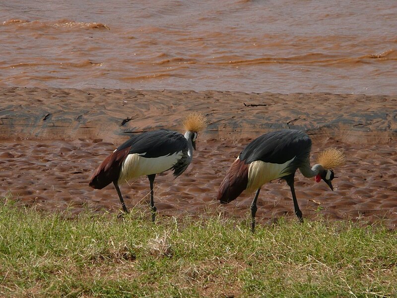 File:Grue couronnee Samburu.jpg