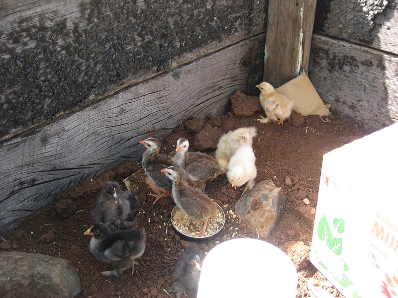 File:Guinea fowl keets and bantam chicks.jpg