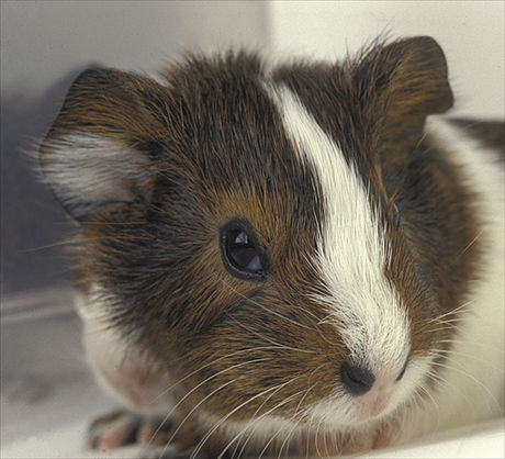 Huiscavia