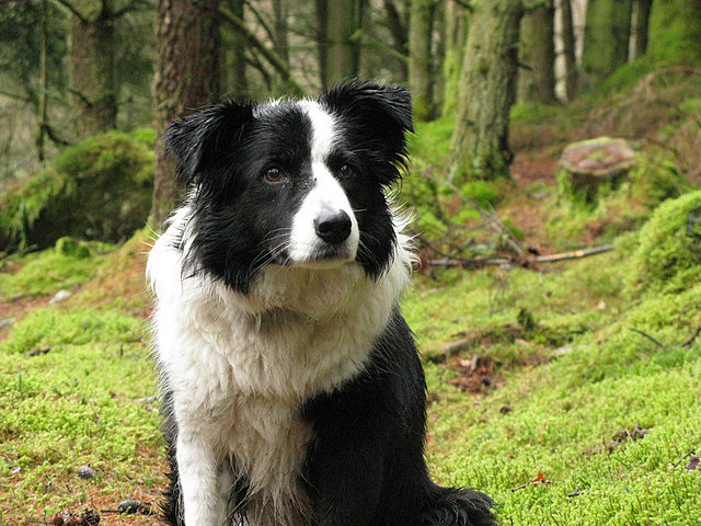 Border Collie - Wikipedia