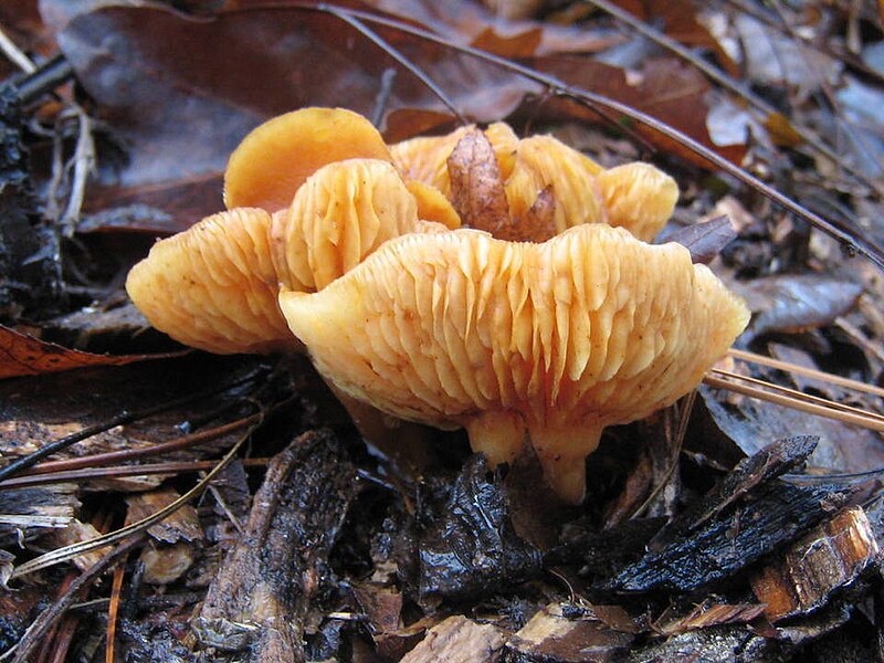 File:Gymnopilus.sapineus.001.jpg