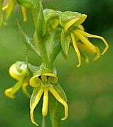 Habenaria marginata