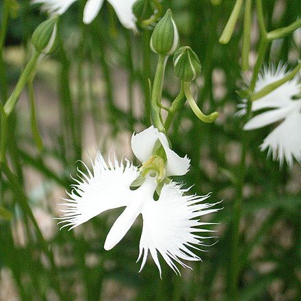 Белый цветок похожий. Орхидея «большая белая цапля» (Habenaria Radiata). Орхидея хабенария Радиата. Хабенария Радиата белая цапля. Habenaria Radiata. Хабенария Радиата цветок.