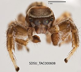 Habronattus clypeatus