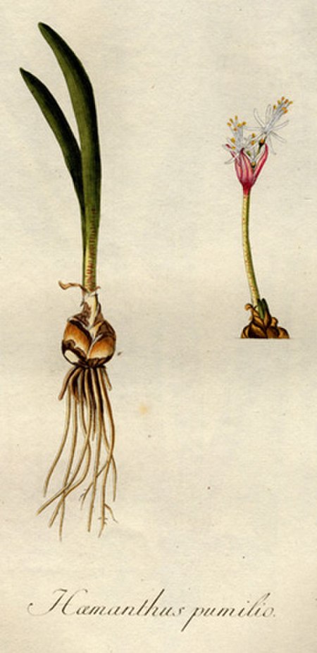 Haemanthus pumilio00.jpg