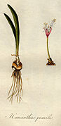 Haemanthus pumilio