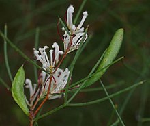 Hakea trifurcata yaprakları ve meyvesi.jpg