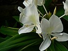 Hedychium coronarium (2097555917).jpg