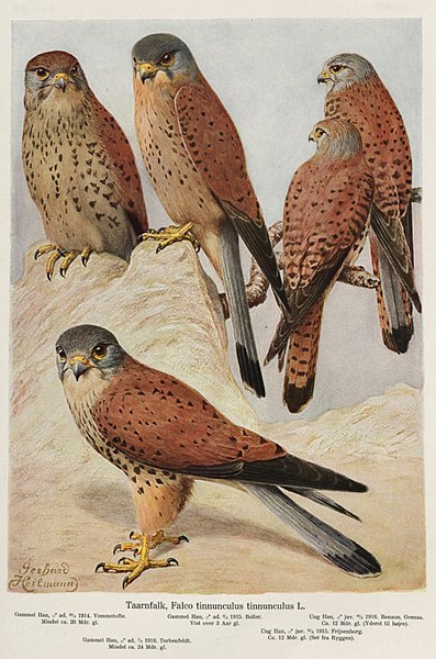 File:Heilmann 3 falcons.jpg
