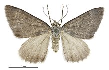 Helastia clandestina female.jpg