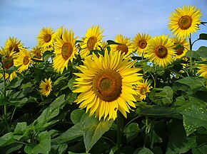 Tournesol