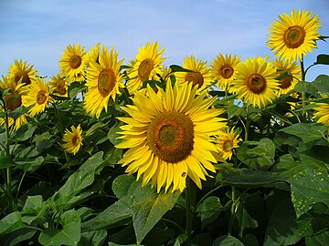 Le tournesol