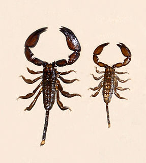 <i>Liocheles australasiae</i> Species of scorpion