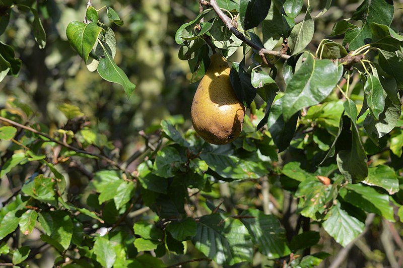 File:Herfst In Haarzuilen (86371177).jpeg