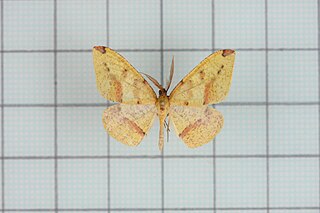 <i>Heterolocha coccinea</i> Species of moth