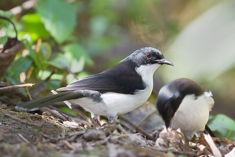 File:Heterophasia melanoleuca - Ang Khang.jpg