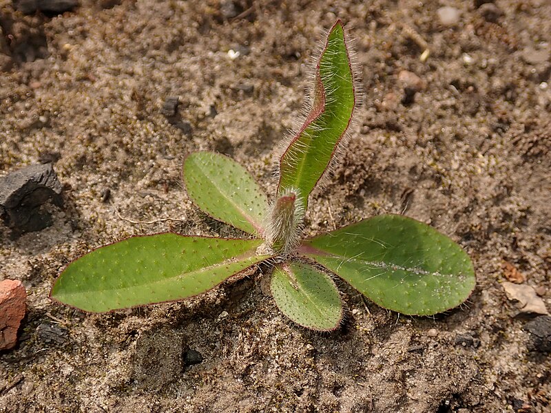 File:Hieracium aurantiacum 2020-05-21 8891.jpg