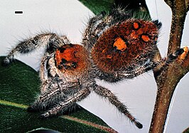 Phidippus regius