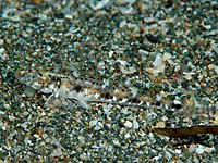 Favonigobius gymnauchen