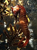 Thumbnail for Tiger snout seahorse