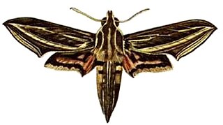 <i>Hippotion osiris</i> Species of moth