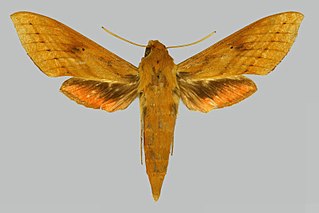 <i>Hippotion talboti</i> Species of moth