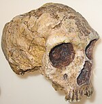 Vista lateral dun cranio de neadertal dos atopados en Xibraltar.