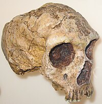 Homo neanderthalensis anagoria.JPG