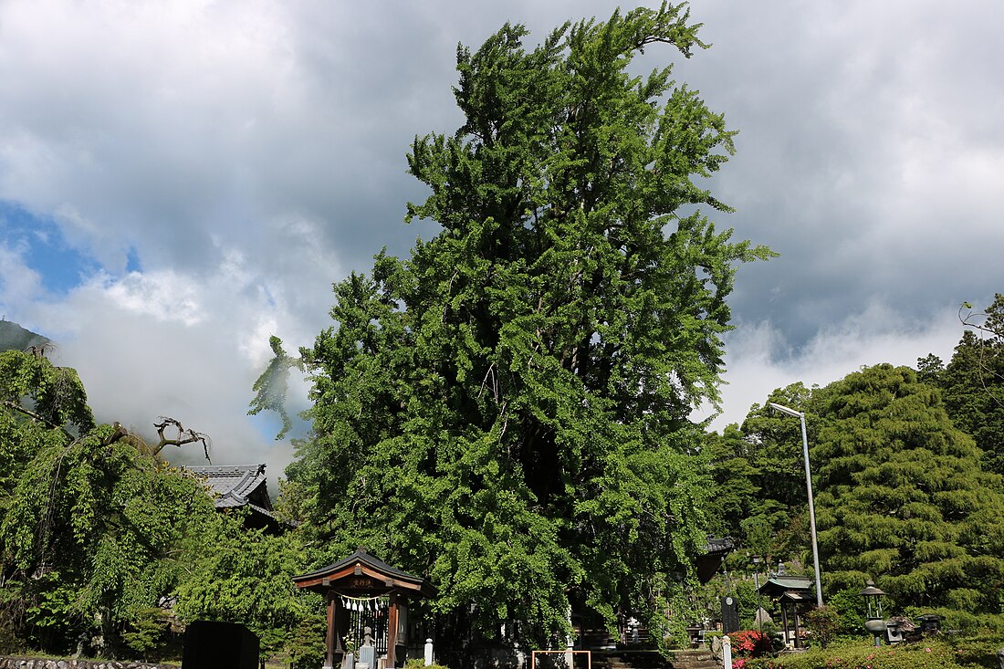 本国寺のオハツキイチョウ