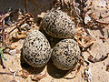 Hooded Plover eggs444.jpg