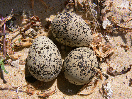 Tập_tin:Hooded_Plover_eggs444.jpg