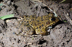 Description de l'image Hoplobatrachus crassus.jpg.