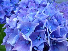 Hortensia bleu