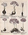 Hortus Eystettensis, 1613 (KU 2894-3 292) -Autumnalis,3,7.jpg