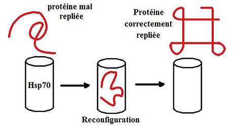 Protein teplotního šoku