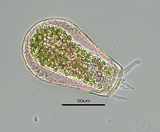 <span class="mw-page-title-main">Hyalospheniidae</span> Family of testate amoebae