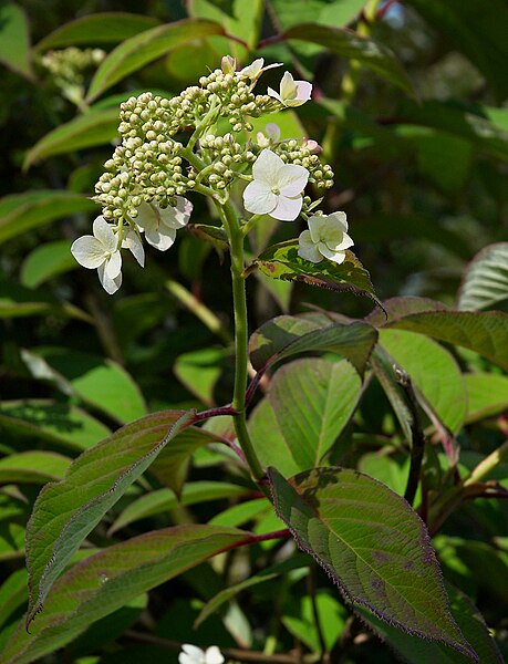 File:Hydrangea heteromalla flower.jpg