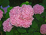 Hydrangeaceae - Hydrangea macrophylla - Harlequin.JPG