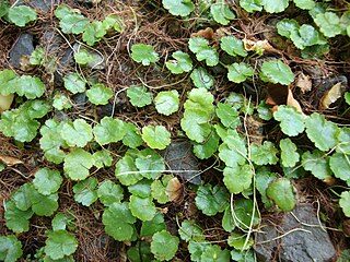 <i>Hydrocotyle sibthorpioides</i>