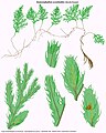 Hymenophyllum acanthoides (Bosch) Rosenst.