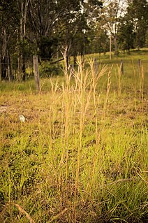 <i>Hyparrhenia filipendula</i>