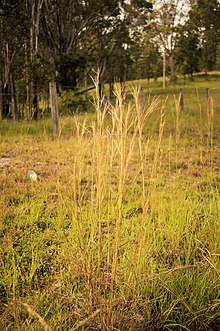 Hyparrhenia filipendula привычка.jpg