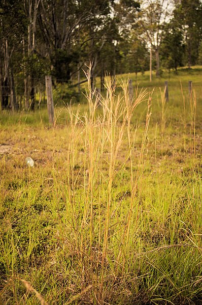 File:Hyparrhenia filipendula habit.jpg