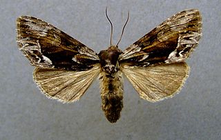 <i>Hyppa rectilinea</i> Species of moth