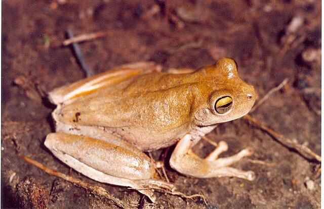 Description de l'image Hypsiboas crepitans01.jpg.