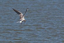 Sterna hirundo à la recherche d'une proie